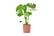 Cheese-Plant-2