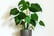Cheese-Plant-3