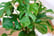 Cheese-Plant-5