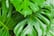 Cheese-Plant-6