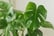Cheese-Plant-7