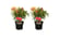 2-Pieris-Forest-Flame-2