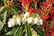feed_opt_google_2-Pieris-Forest-Flame-6