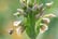 Allium-Nectaroscordum-Siculum-3