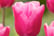 Bulb-Garden-Pink-9