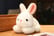 rabbit-plush-doll-3