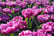 Tulip-Royal-Palace-Doubles-Collection-30-Bulbs-6