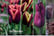 Tulip-Stri1695909071314
