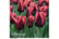 z-Tulip-Sl1695909072796