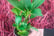 Hydrangea-Macrophylla-Glam-Rock-(Schloss-Wackerbarth)-9cm-Pot-3