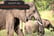 Elephant Adoption - Digital Pack - Support Conservation - David Shepherd Wildlife Foundation