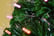 Fibre-Optic-Christmas-Tree--6