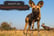 Painted Dog Adoption - Digital Pack - Support Conservation - David Shepherd Wildlife Foundation