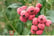 berry1.jpg1698938135042