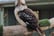 bird-encounter-kookaburra