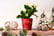 Gift-Cactus-Mini-Christmas-In-Coloured-4