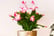 Gift-Cactus-Mini-Christmas-In-Coloured-3