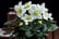 Gift-Helleborus-Christmas-Carol-6