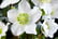 Gift-Helleborus-Christmas-Carol-8