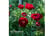 peony-buck1701788983390