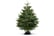 Fresh-Cut-Christmas-Tree-2