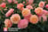 ROSA_PEACH1705670376237