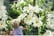 LILY-T62851707296653335