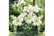 Lily-Prett1707296656123