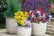 MIXD_SUMMBULBS_T18027 (1)