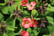 OXAL_IRONCROSS_L24473