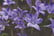 BROD_QUEENFABI_L01297