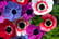 Anemone DeCaen 1