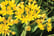 ALLI_MOLY_L02874