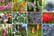 Everlasting perennial collection montage