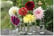 DAHL_DINNE1708445961216