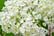 Hydrangea-Arborescens-Annabelle-2