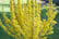 32384276-Forsythia-Mikador-8cm-Pot-3