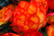 _72-Begonia-Nonstop-Fire-Plants-2
