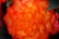 _72-Begonia-Nonstop-Fire-Plants-3