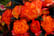 _72-Begonia-Nonstop-Fire-Plants-4