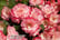 BEGONIA-NO1709650724443