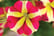 Petunia Amore Queen of Hearts_TMHF-13 edit