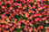 Petunia Amore Queen of Hearts 2
