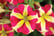 Petunia Amore Queen of Hearts_TMHF-10