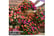 BUSY-KC8101710245661095