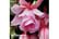 FUCH-V17941710245704774