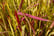 Imperata-(Grass)-Red-Baron-9cm-Pot-x-1-2-3-5 1