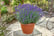 English Lavender 1