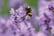 English Lavender 2