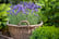 English Lavender 3